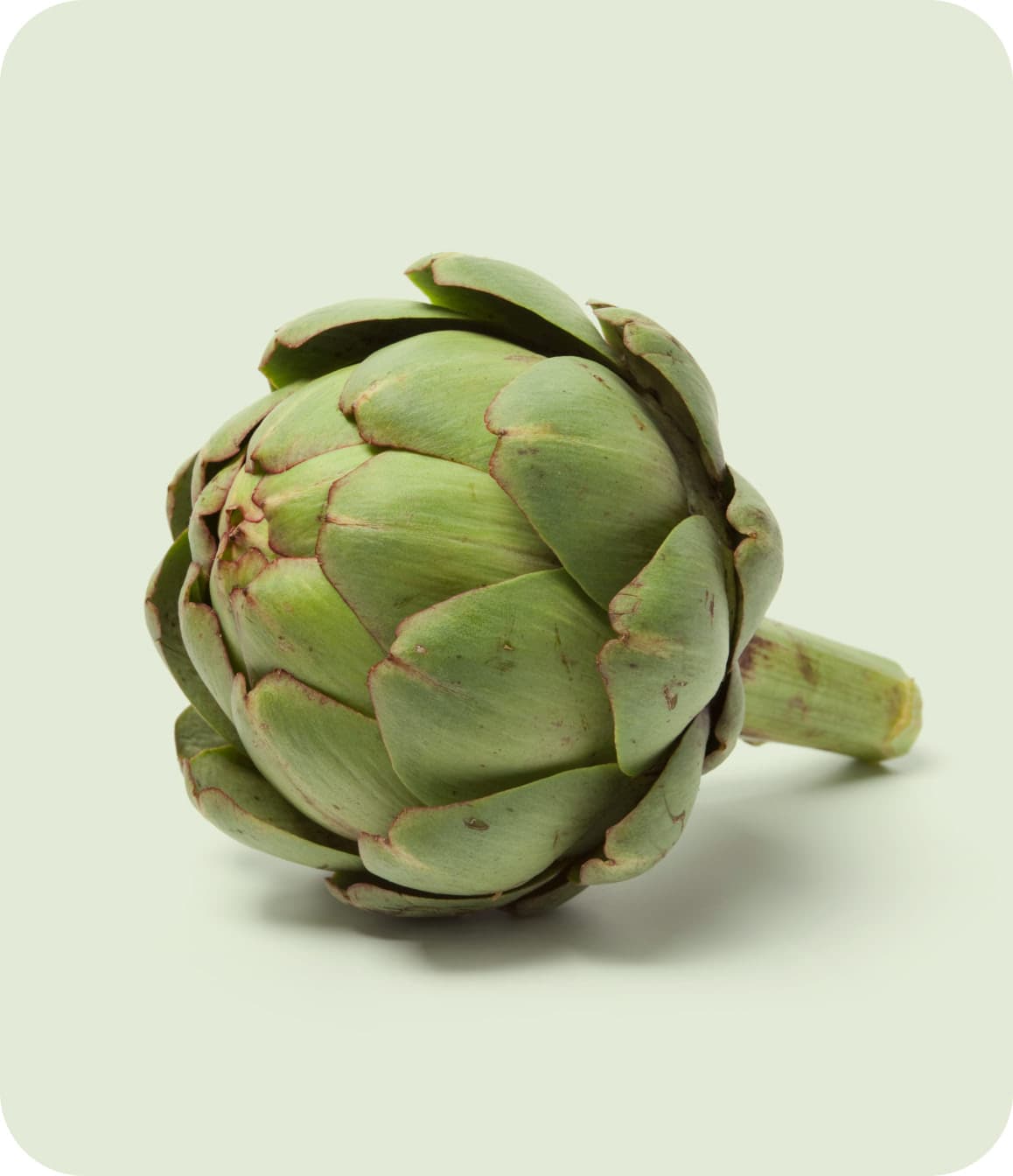 Picture of artichoke